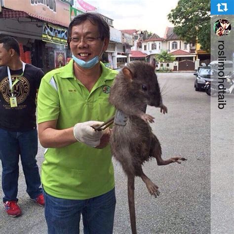 Jumborat @PinoyBagets15 .